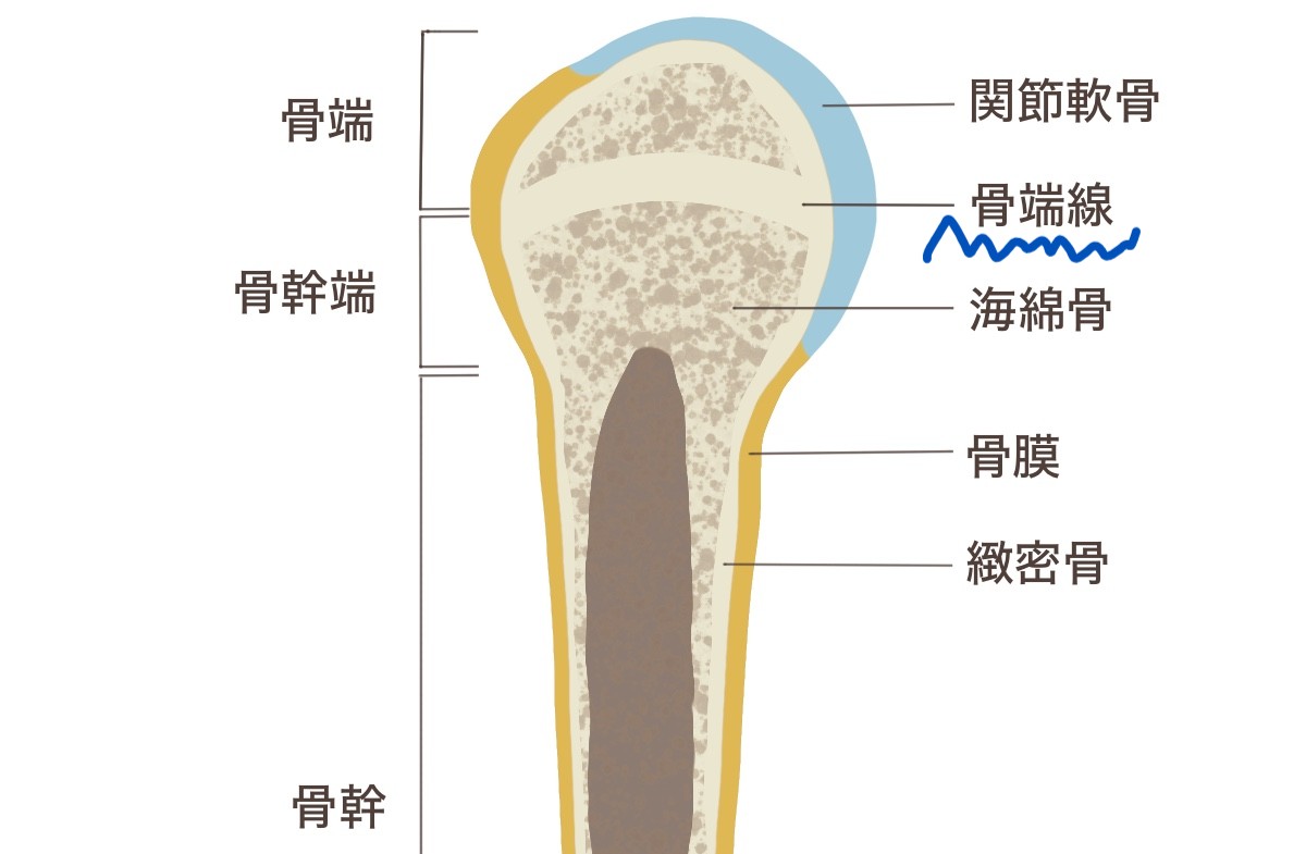骨 端 線 と は