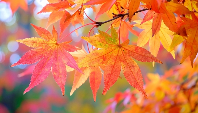 太田鍼灸整骨院